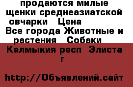 продаются милые щенки среднеазиатской овчарки › Цена ­ 30 000 - Все города Животные и растения » Собаки   . Калмыкия респ.,Элиста г.